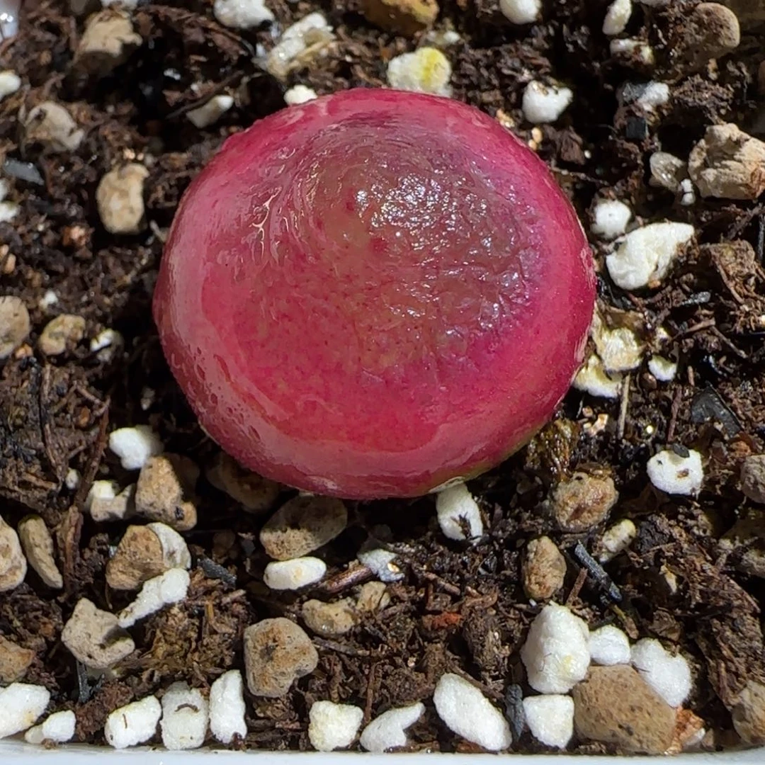 肉锥多肉植物百科-灯泡528