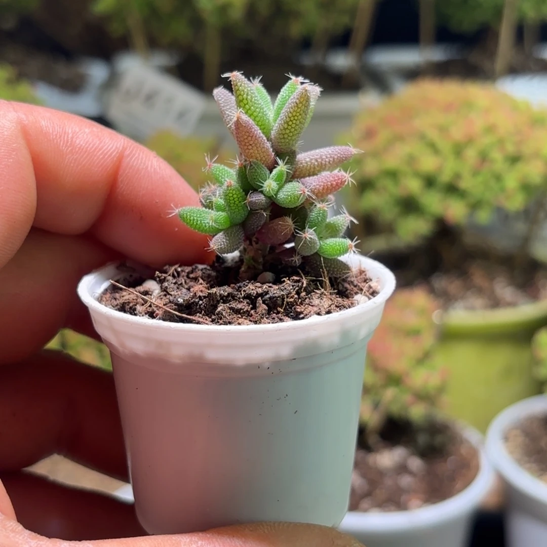 龙*兴送你一颗实生玉米J435