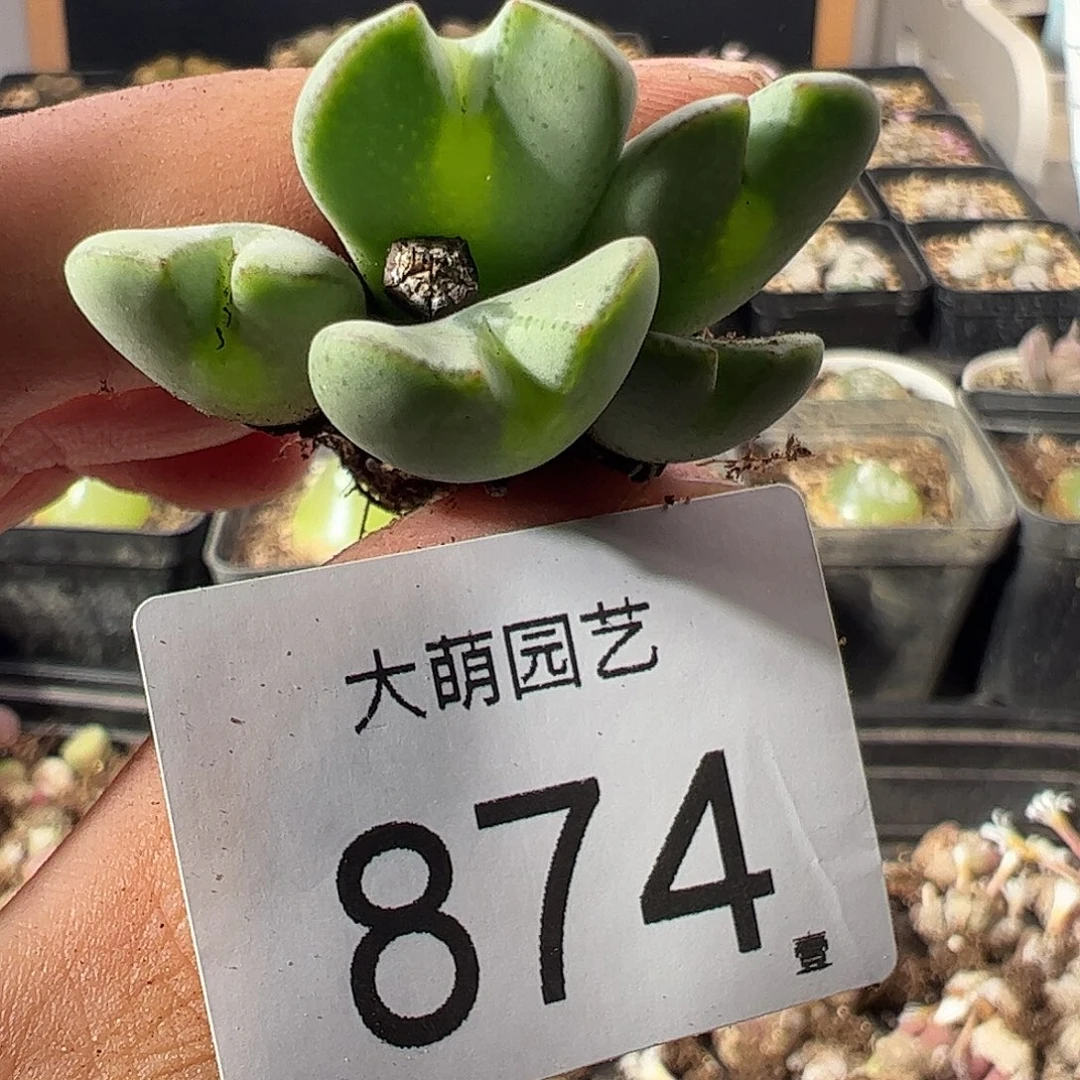一物一拍。        874