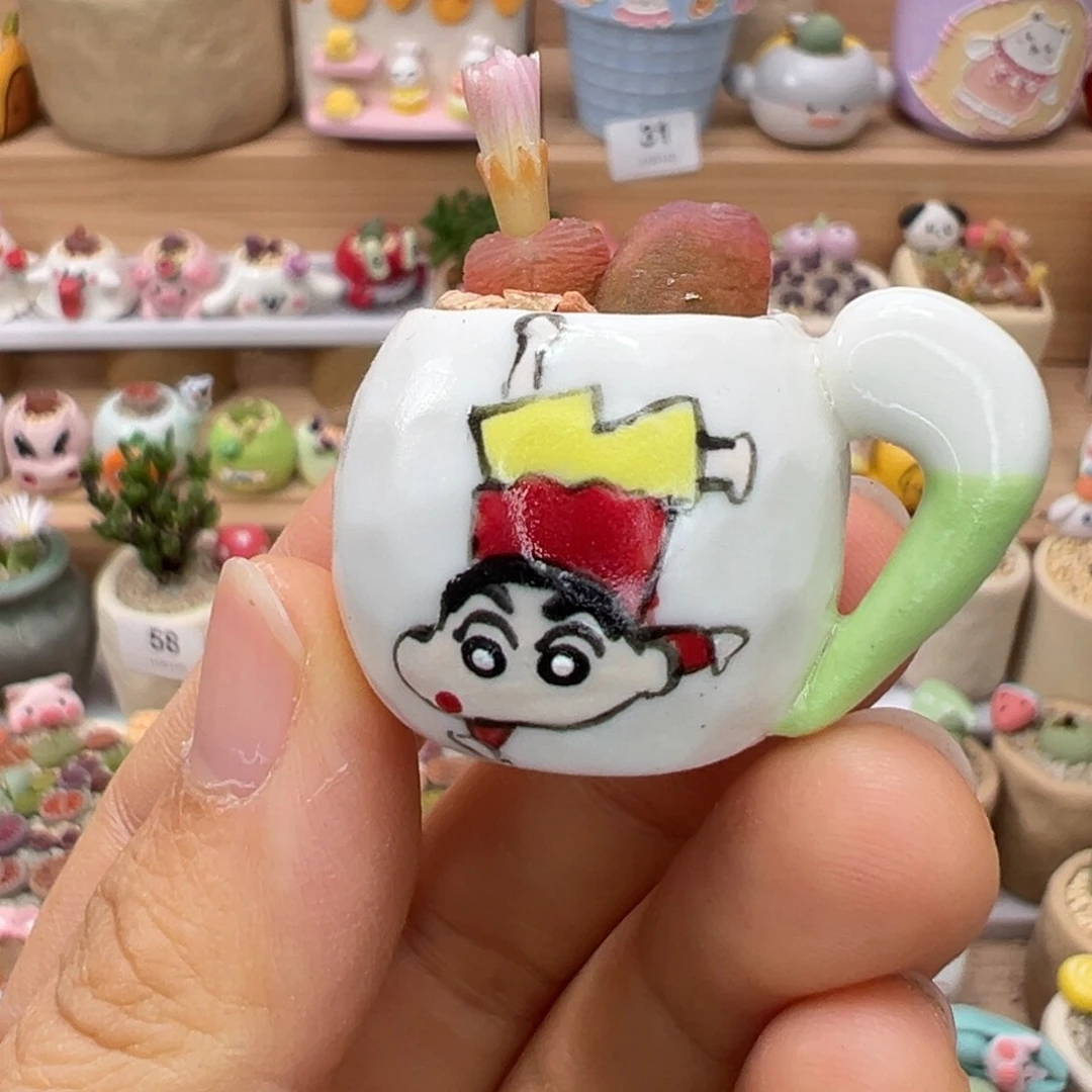 多肉植物100号拇指盆