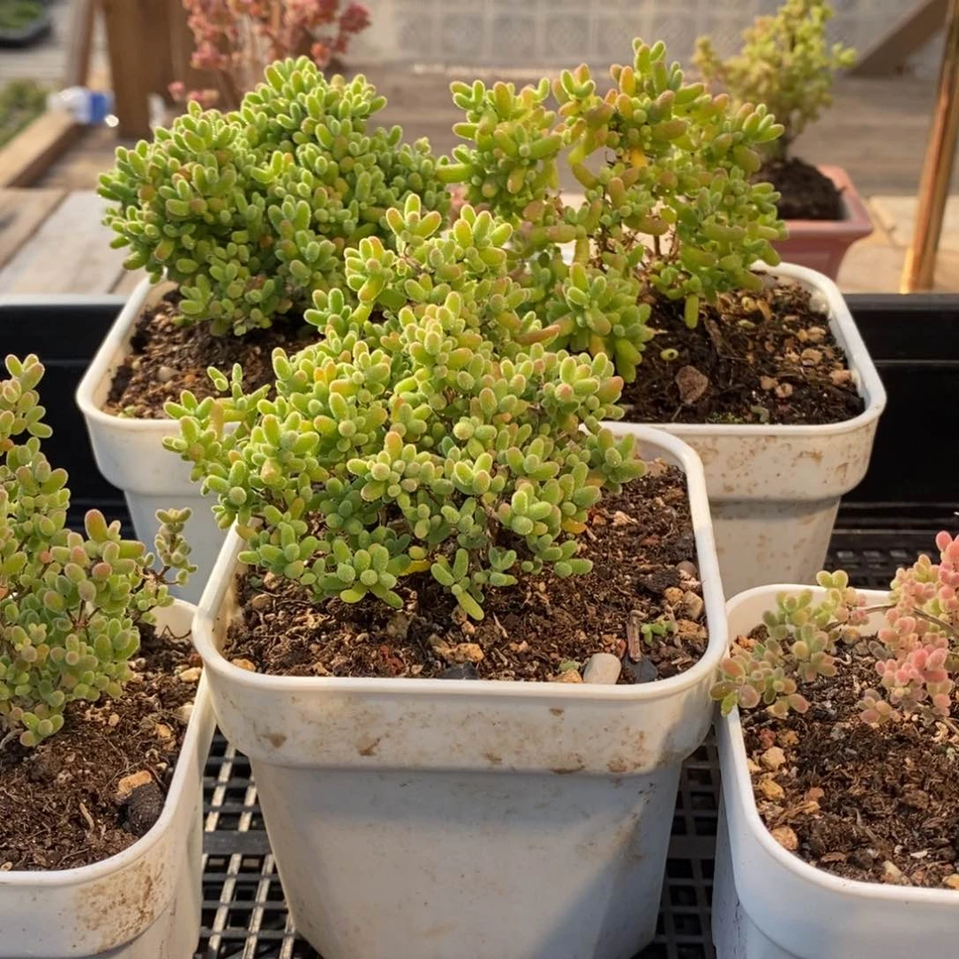 枝干番杏多肉植物060