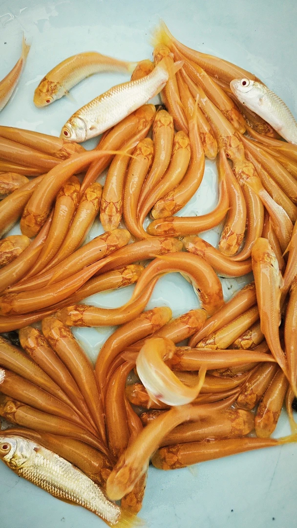 无品牌赤目金草鱼红眼金丝鲩鱼观赏淡水鱼活体招财鱼养殖