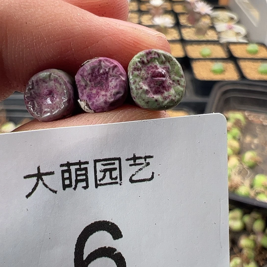 一物一拍。       6