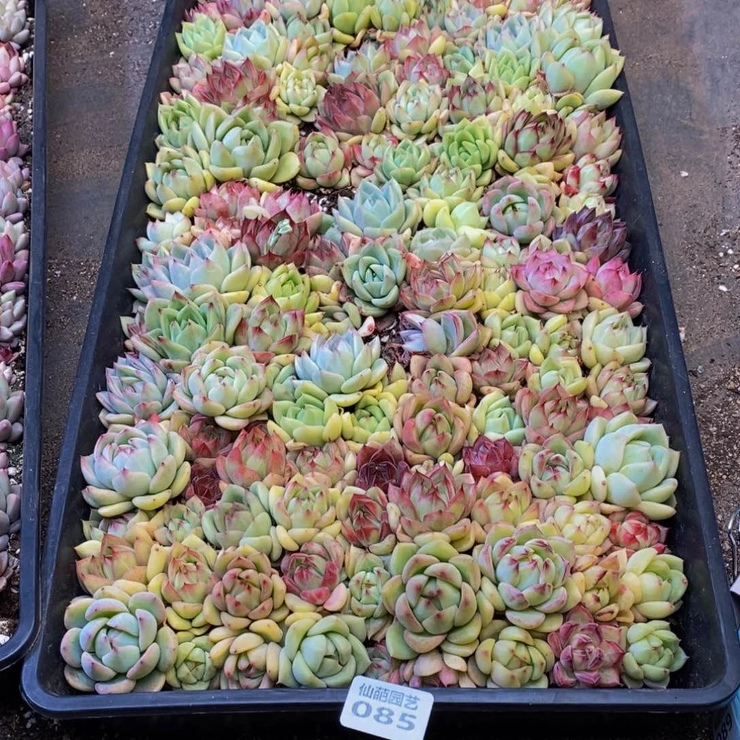 风**浪085多肉植物保护研究所