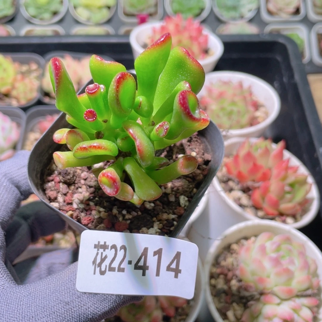 花利美22-414吸财树