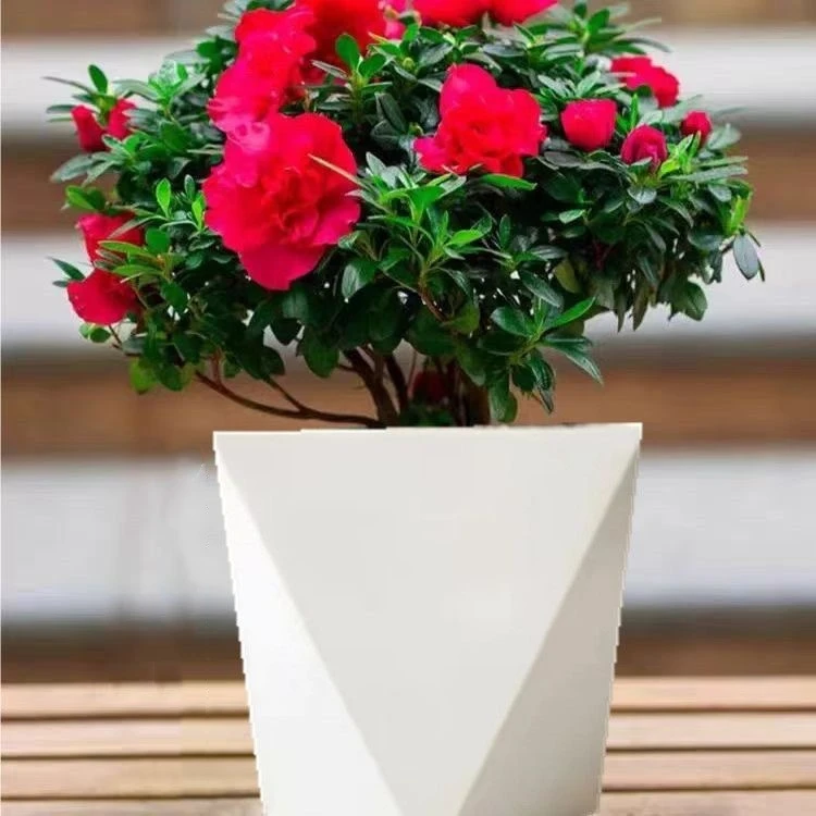 ROULUO丛生杜鹃花盆栽带花苞室内外好养四季开花绿植花卉