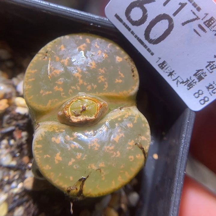 精品生石花117.60