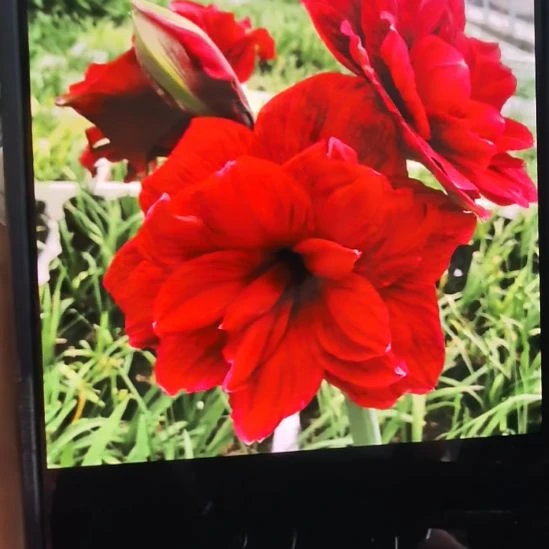 当前无花栽培后可以开花余烬7厘米裸根球