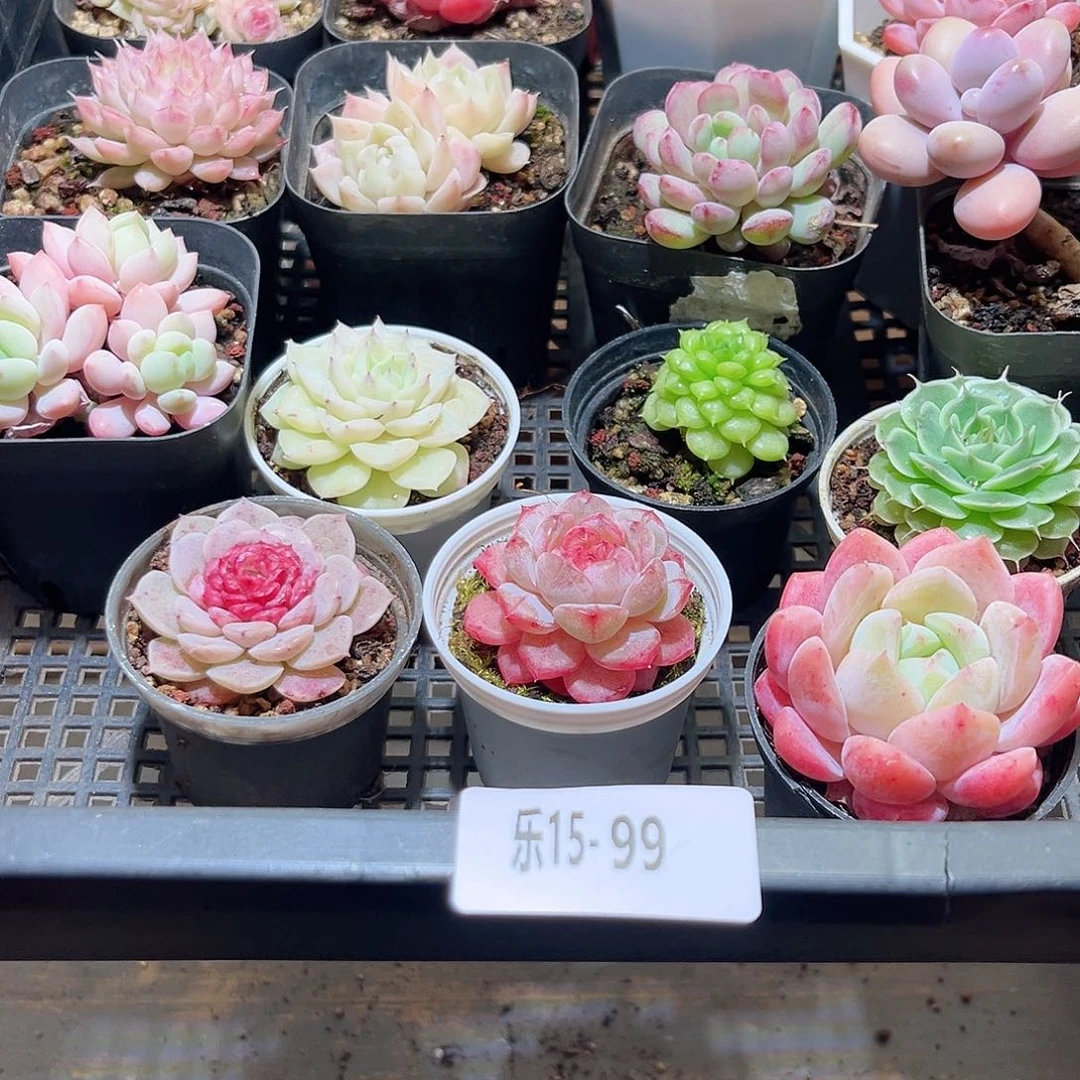 乐15-99 框拍20颗