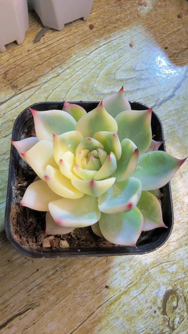 吉娃娃锦（满9.9包邮）多肉盆栽