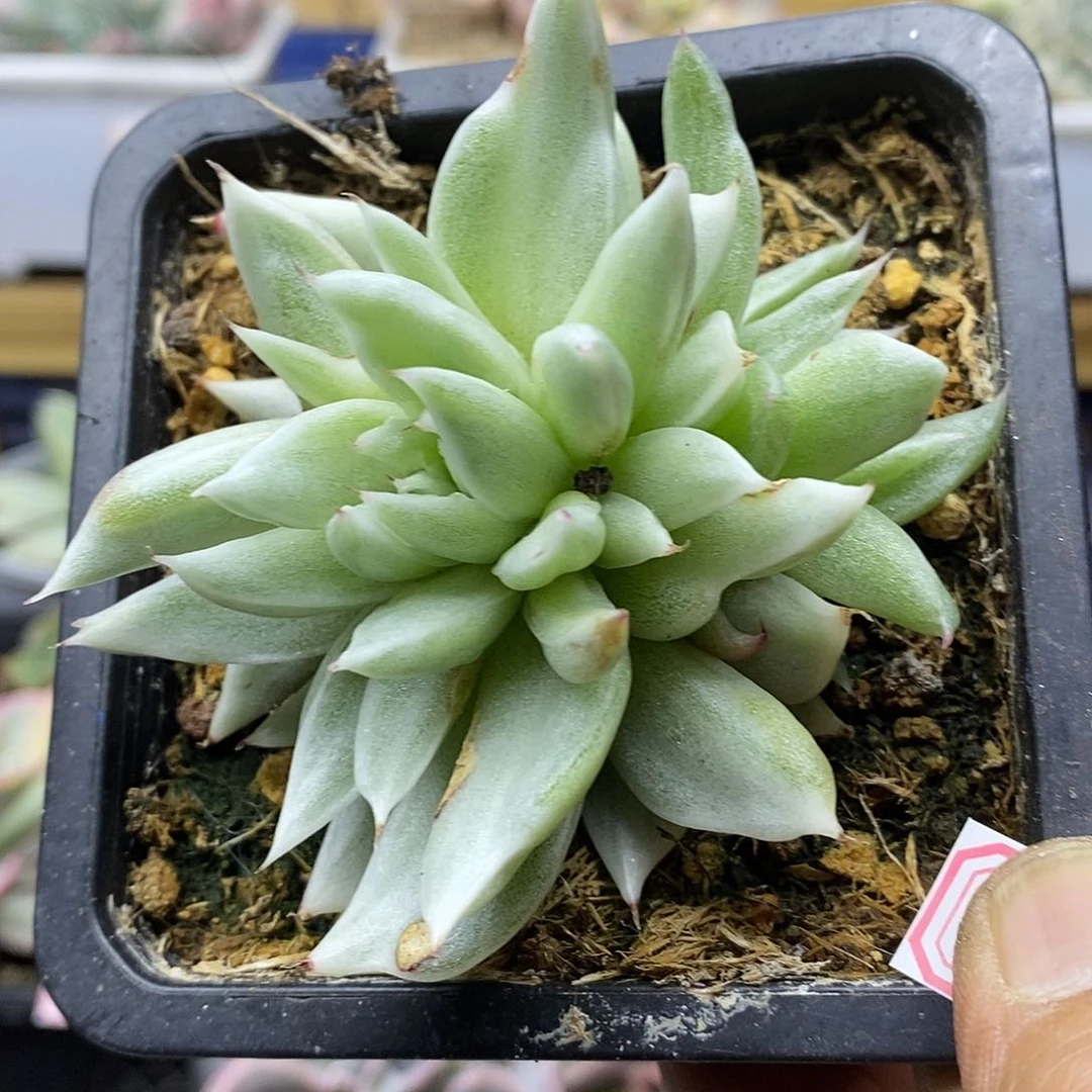 2885 怪物玛利亚锦
