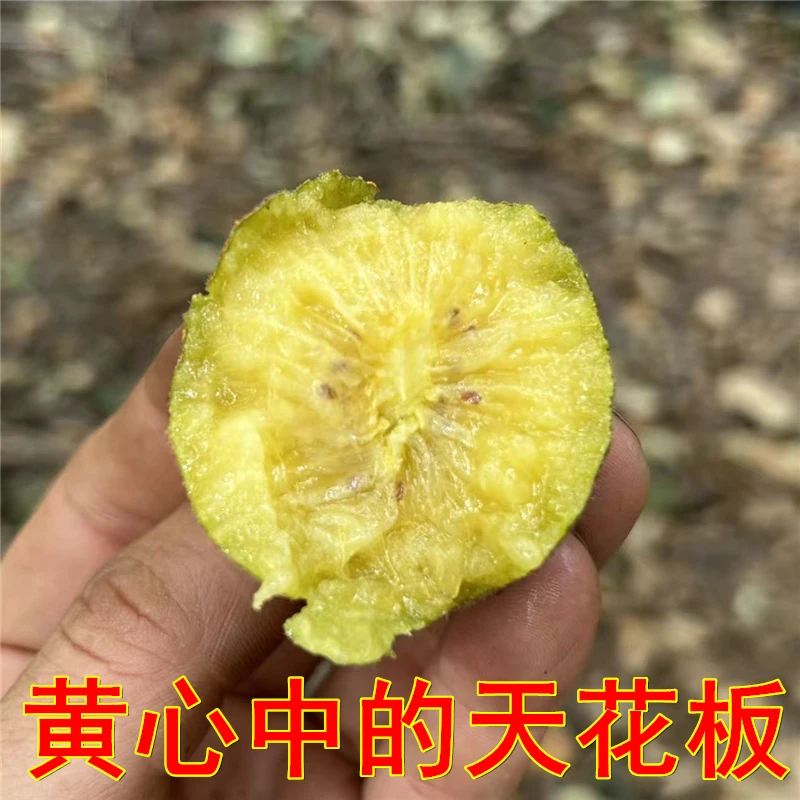 比新西兰阳光金果好吃的黄心猕猴桃新鲜农大金猕新品种香甜可口