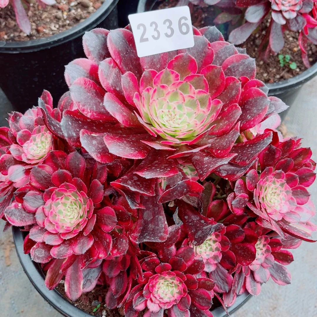 紫铜捧花多肉发货