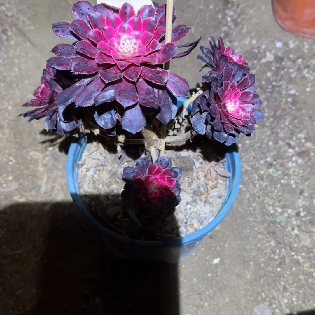 黑白法师多肉184