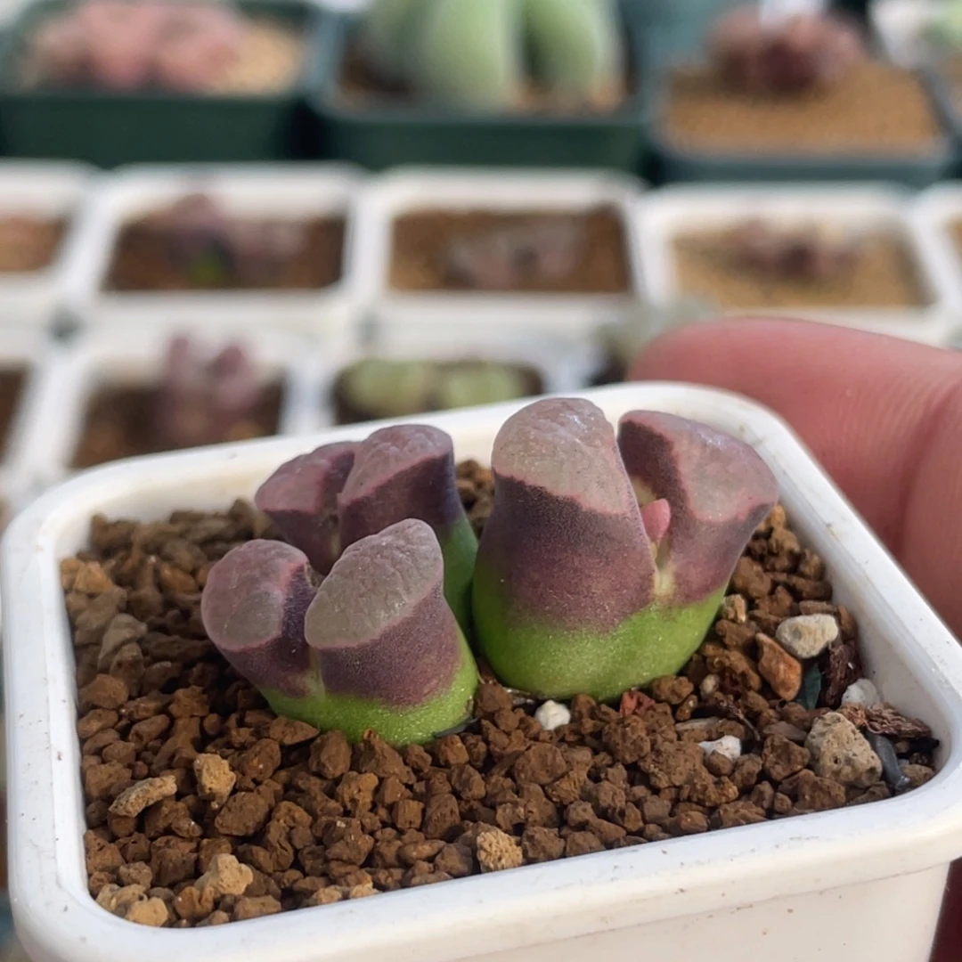 三头粉窗磁铁植物一物一拍
