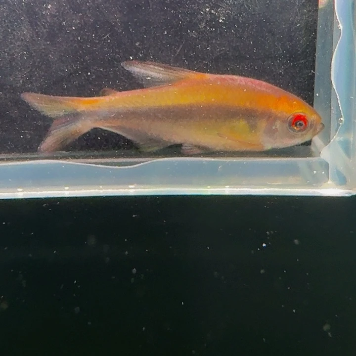 灯科鱼左下缸-2 微蒙眼浅云魔鬼2.5cm左右 1条