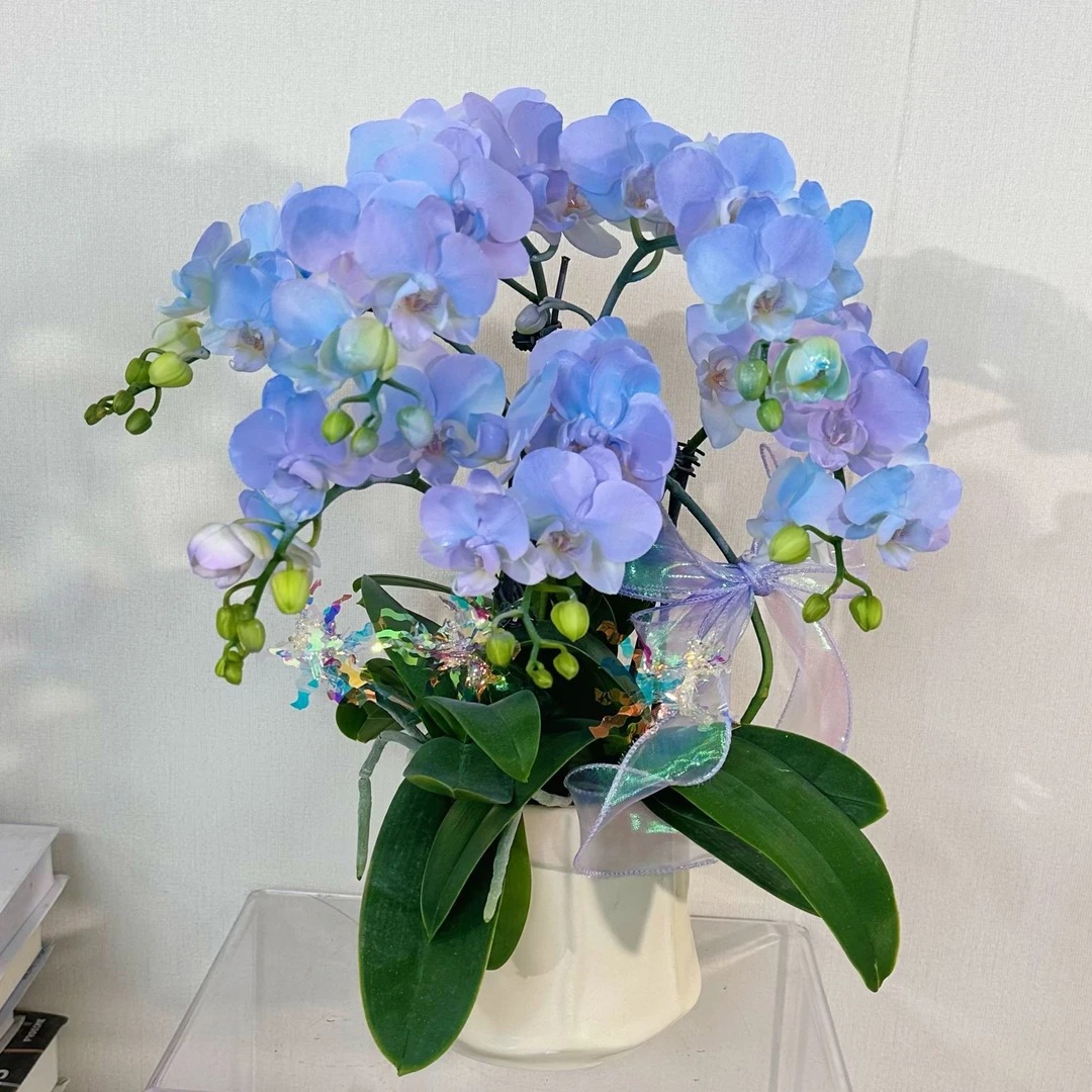 【马卡龙如梦令】一物一拍（蓝色）易养蝴蝶兰花卉耐热活体工艺喷色