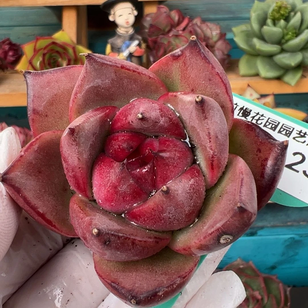 从前慢多肉精选编号0221.230