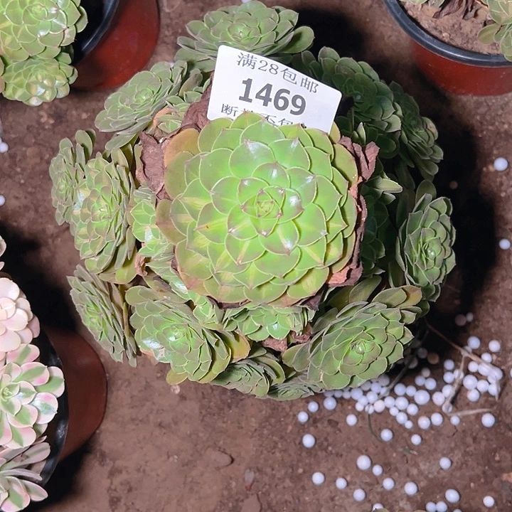 ❀***.1469抹茶多肉植物保护