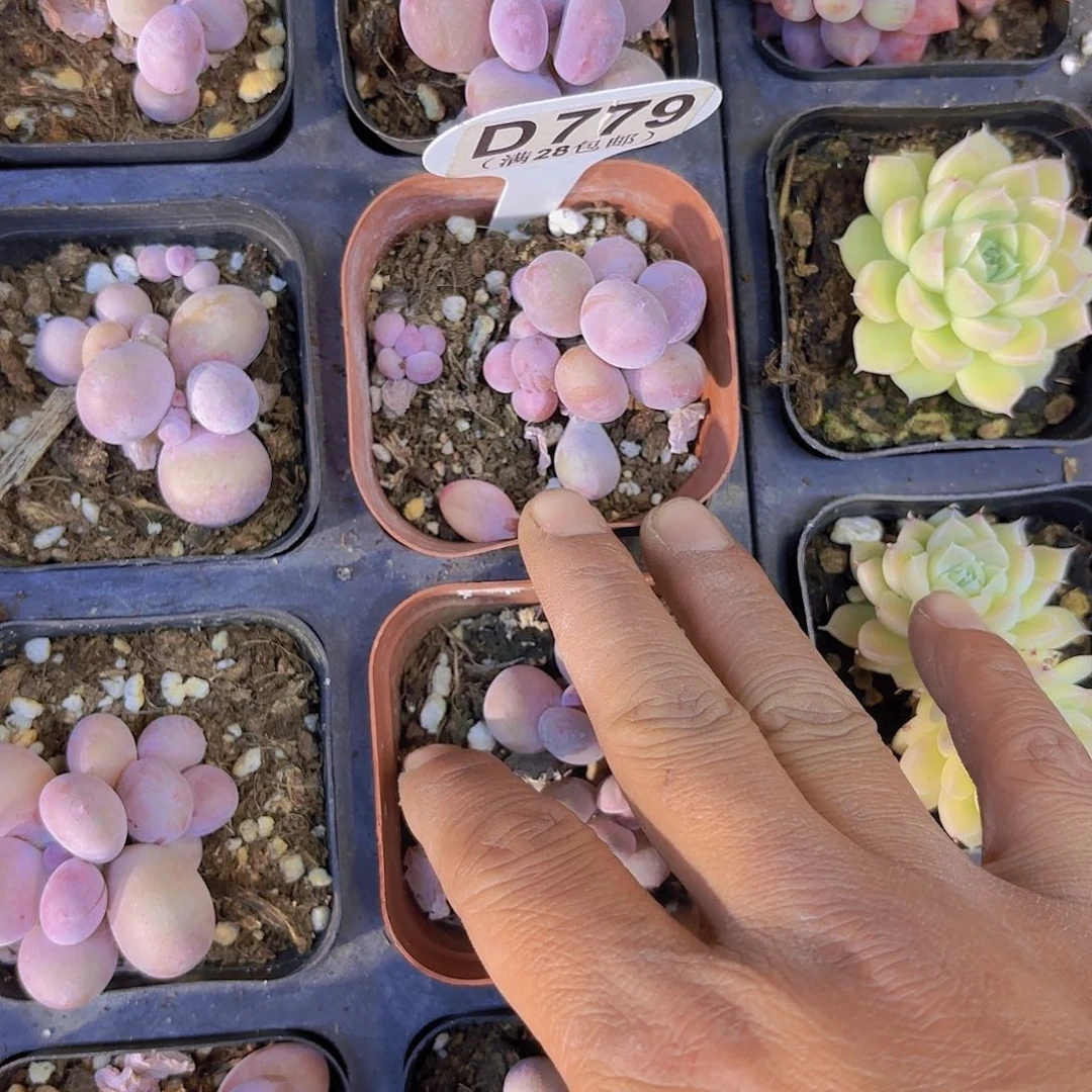 D779彩虹奶一物一拍