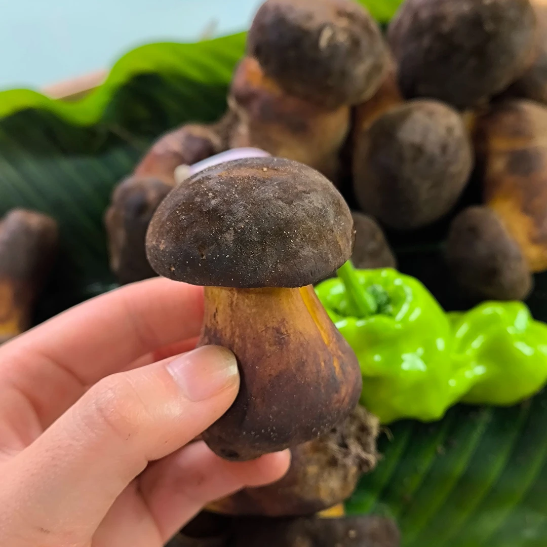 大脚黑牛肝菌云南新鲜野生菌当天采摘时令菌菇菌子火锅食材顺丰大脚黑牛肝菌
