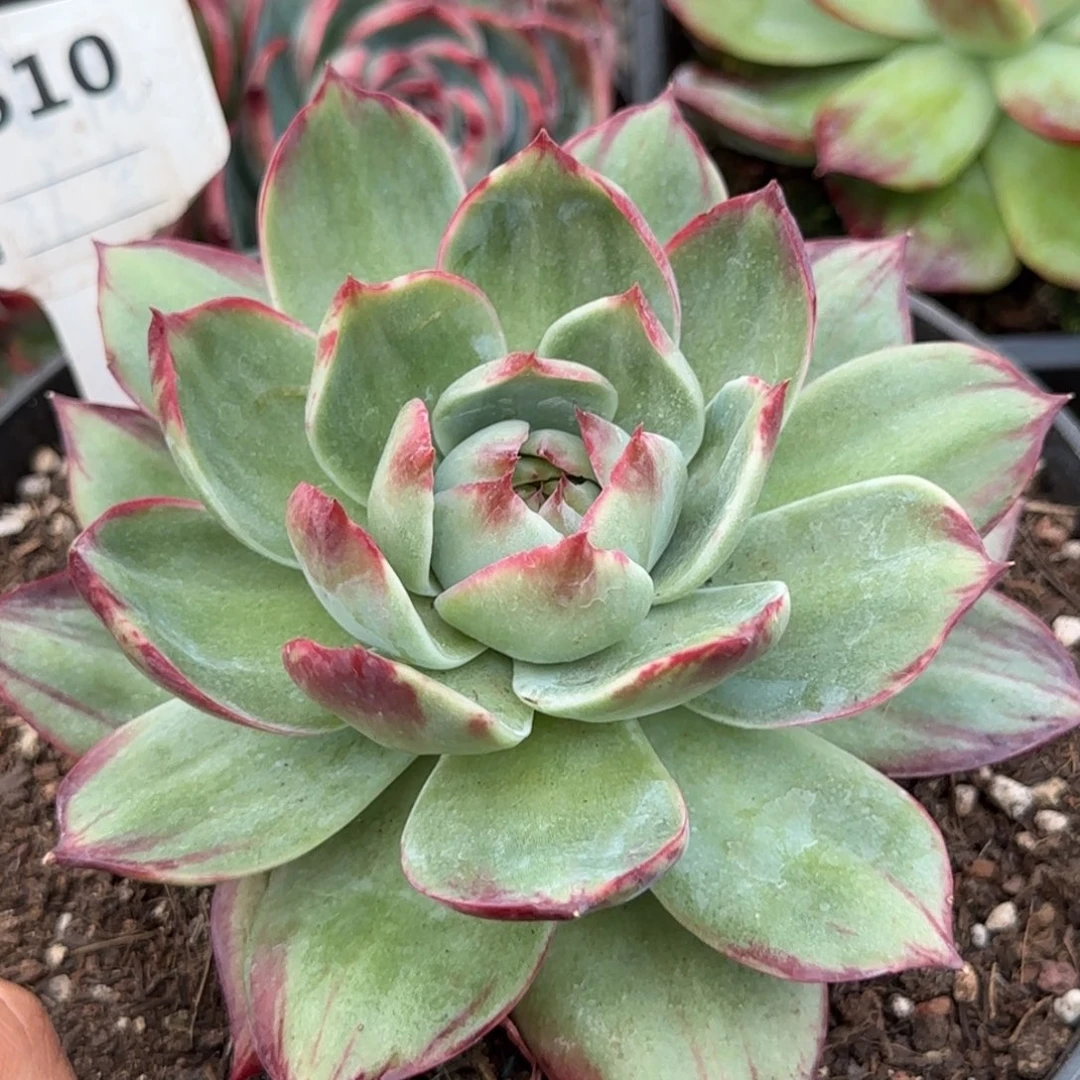 惊鸿一物一拍包装收缩花旱610