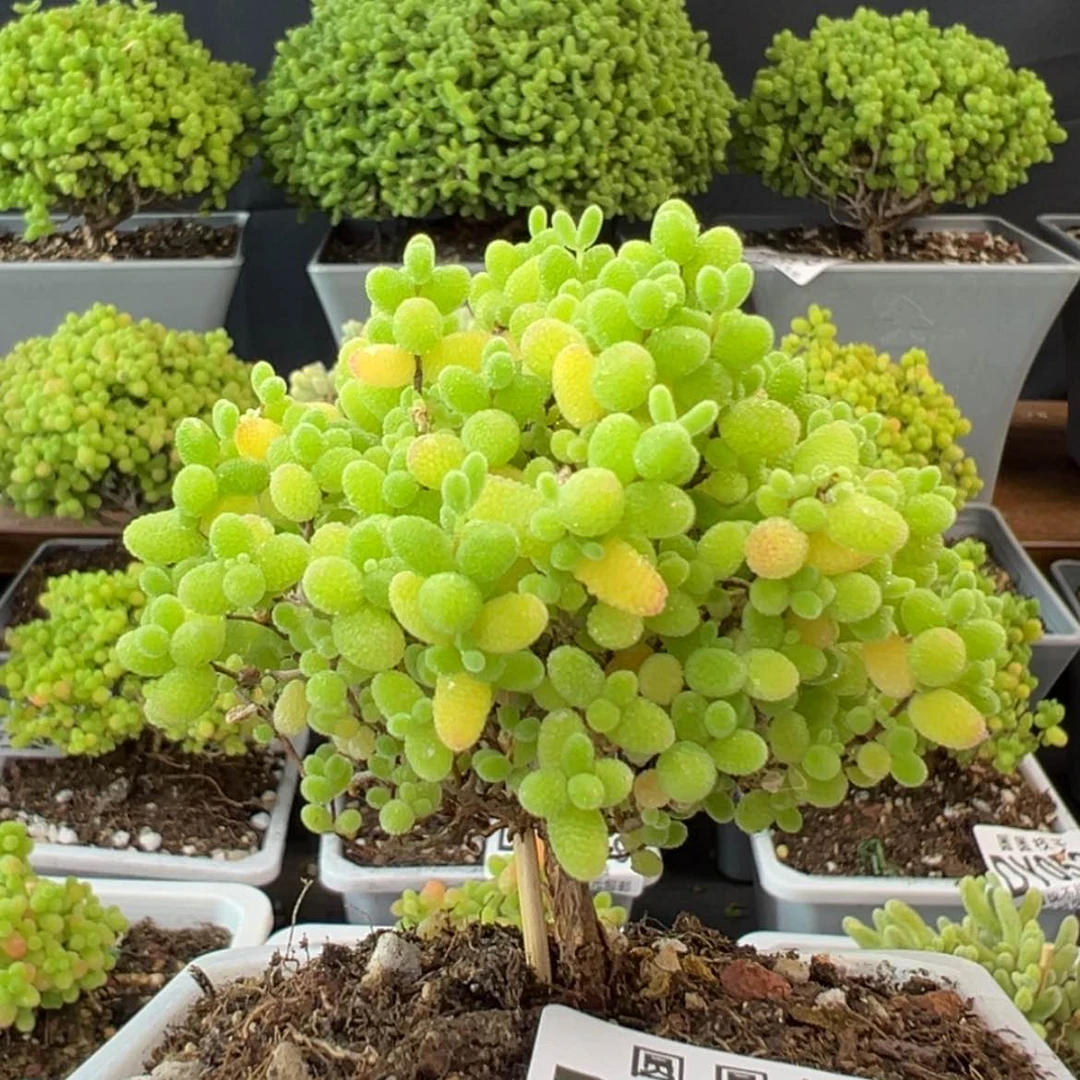 【闪购商品】dy0522蜜橘糖球冠幅7cm