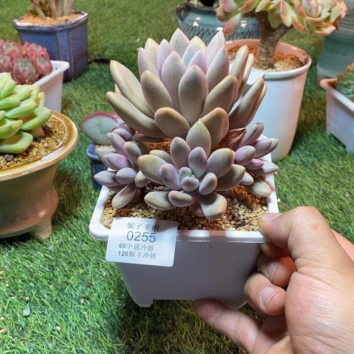 0255啊啊啊啊啊啊啊啊啊