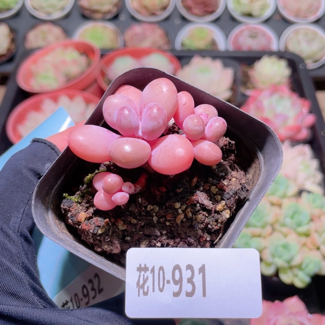 花利美10-931桃蛋