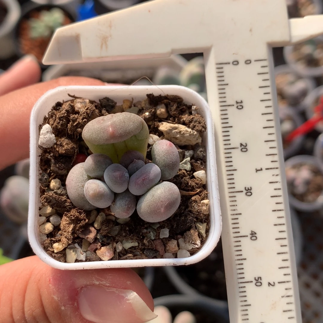 双头米可多肉植物哈哈