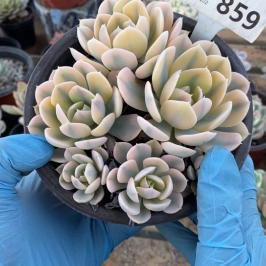 859一一一一一一一一一一一