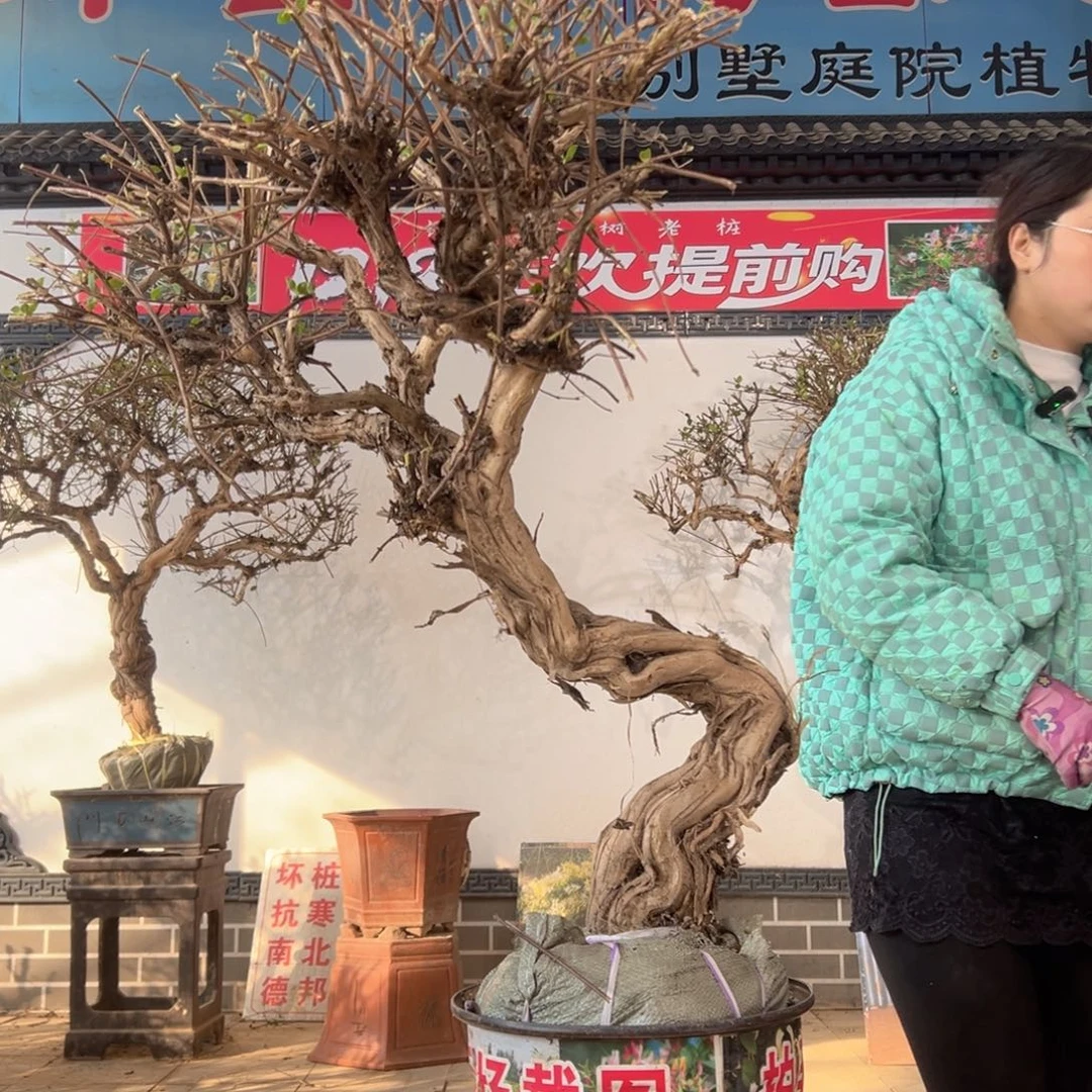 无花朵金银花88888