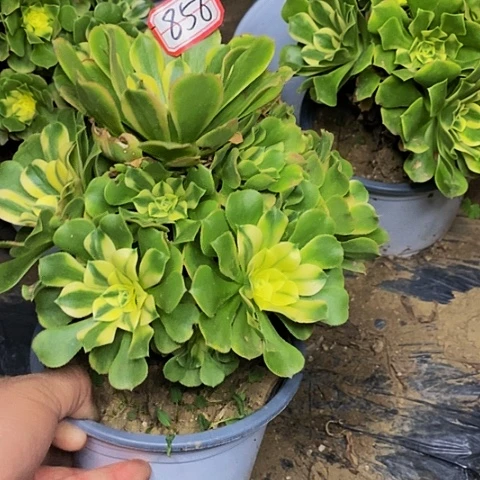 新尼亚老桩捧花856号