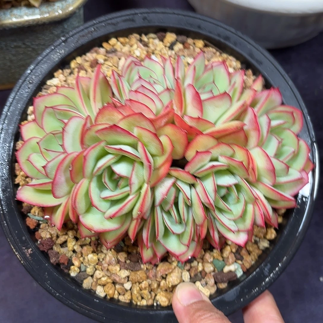 多肉植物脱土包邮