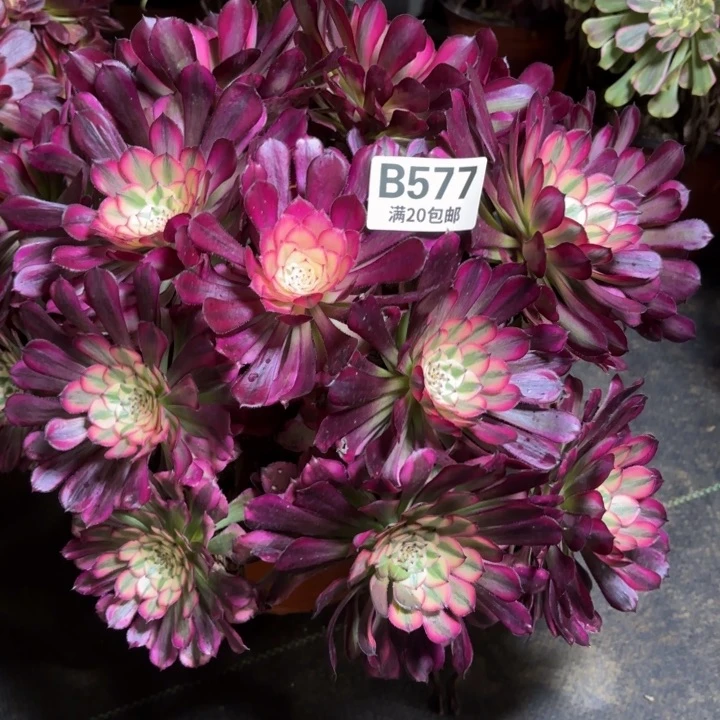 瑞妈一物一拍577