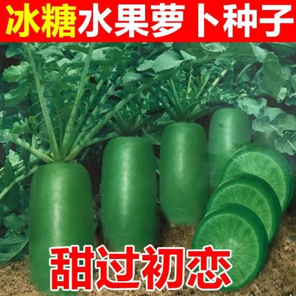 冰糖脆水果萝卜种子 绿皮绿肉糖心秋萝卜