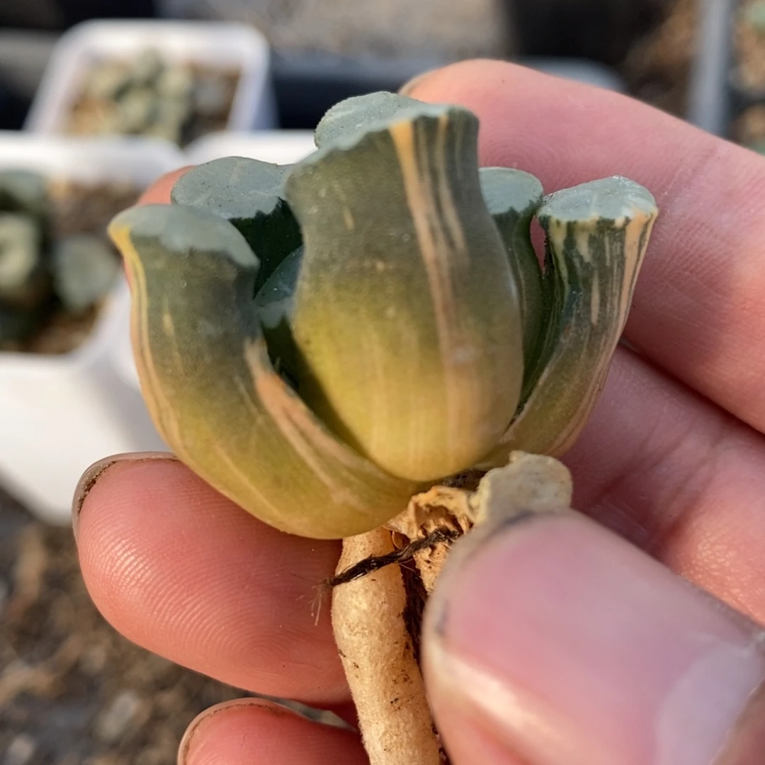 一颗实生万象锦。