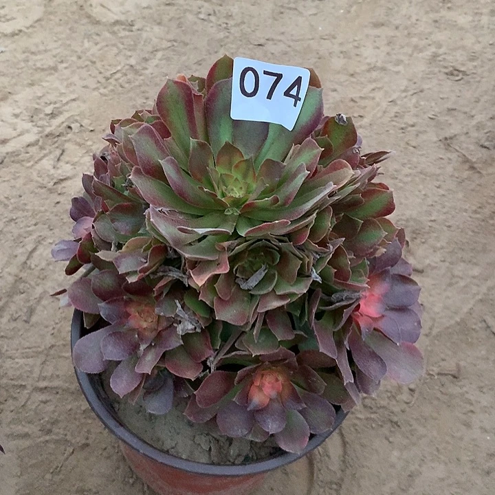 无花朵074韶秀七彩中