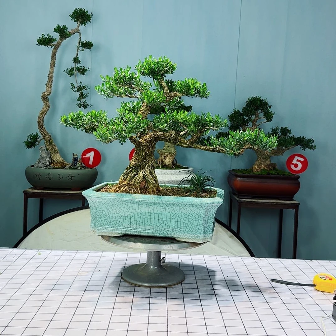 大广东皱皮雀舌黄杨