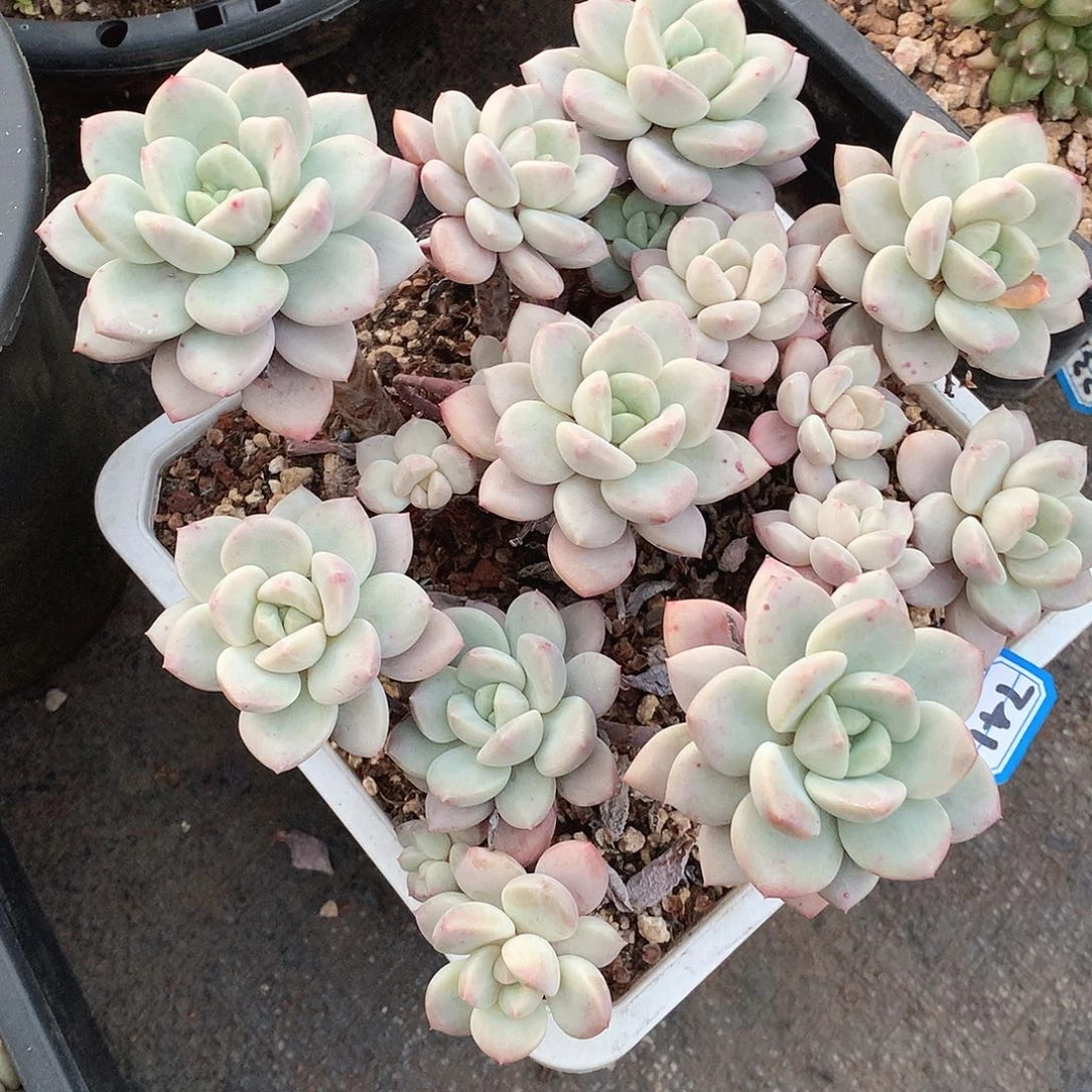 741 一物一拍多肉