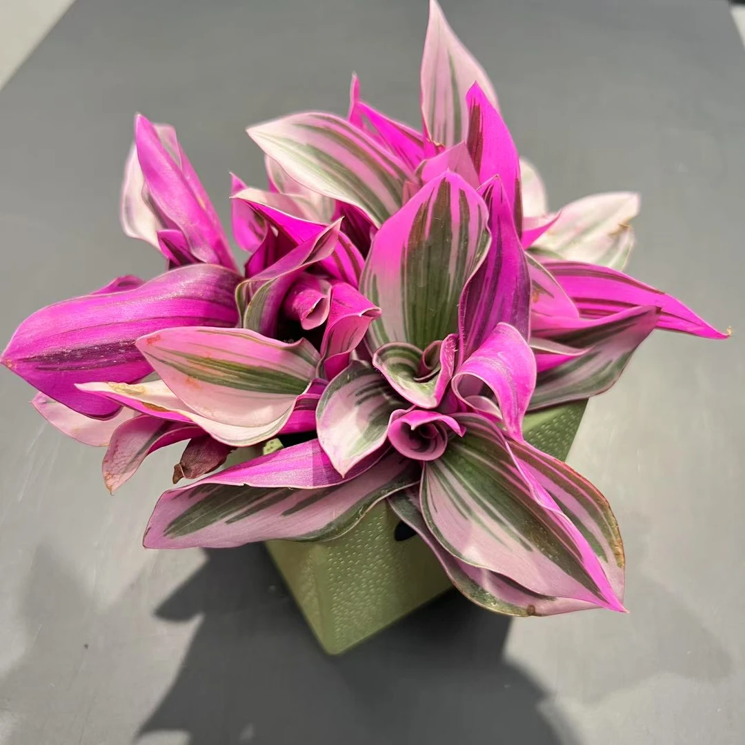 【直播专享】无土多肉拼盆--婚礼油画套装0119（3颗）