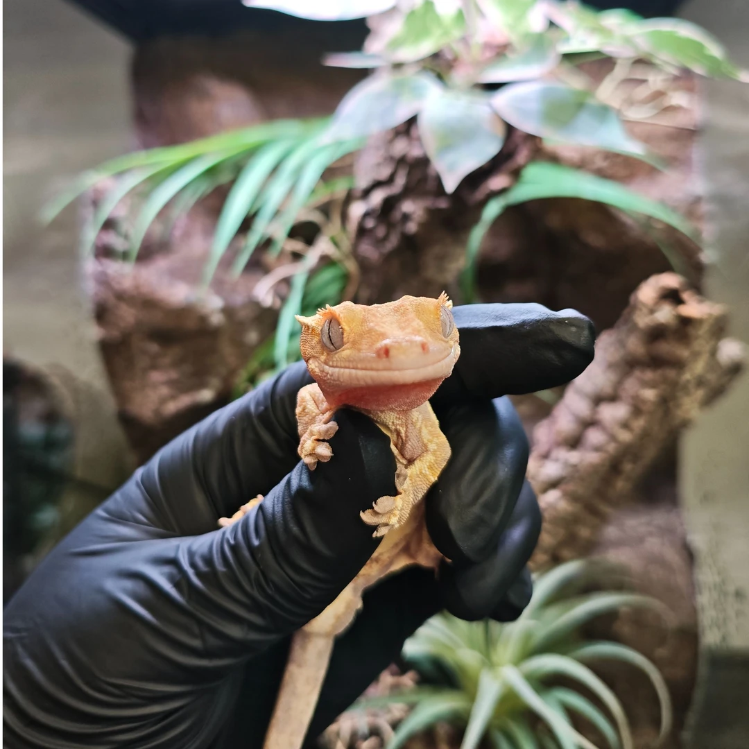 【睫角】守宫莉莉白睫角守宫小丑新手入门宠物爬宠