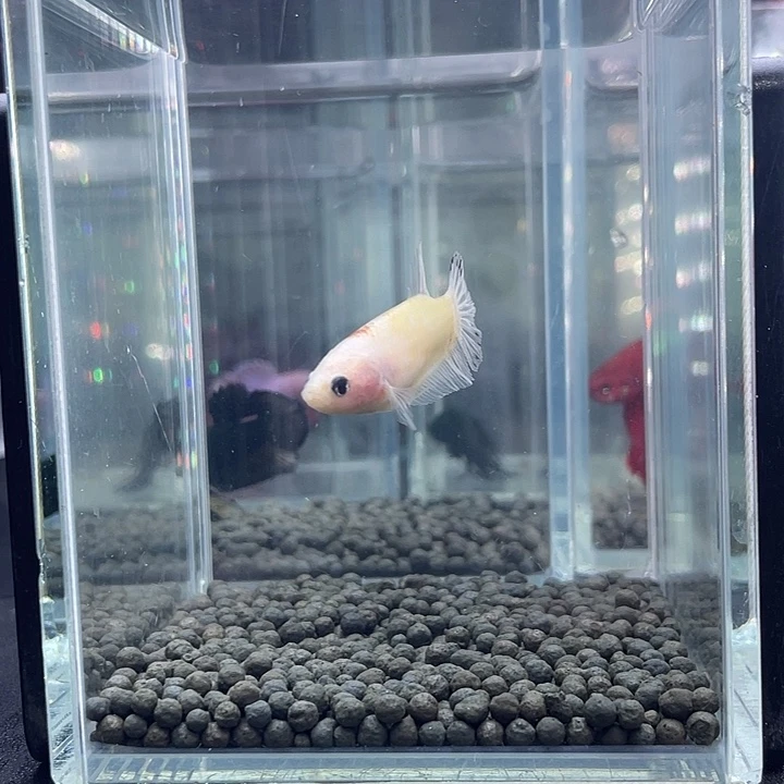斗鱼18号916晚koi母