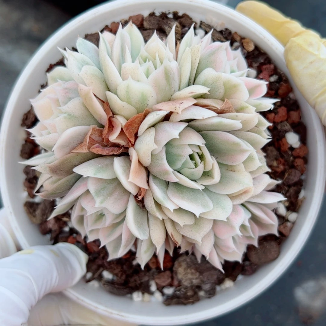 梅*昂斯洛锦多肉植物