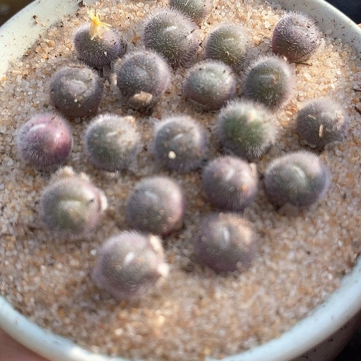 史蒂芬妮毛球一颗