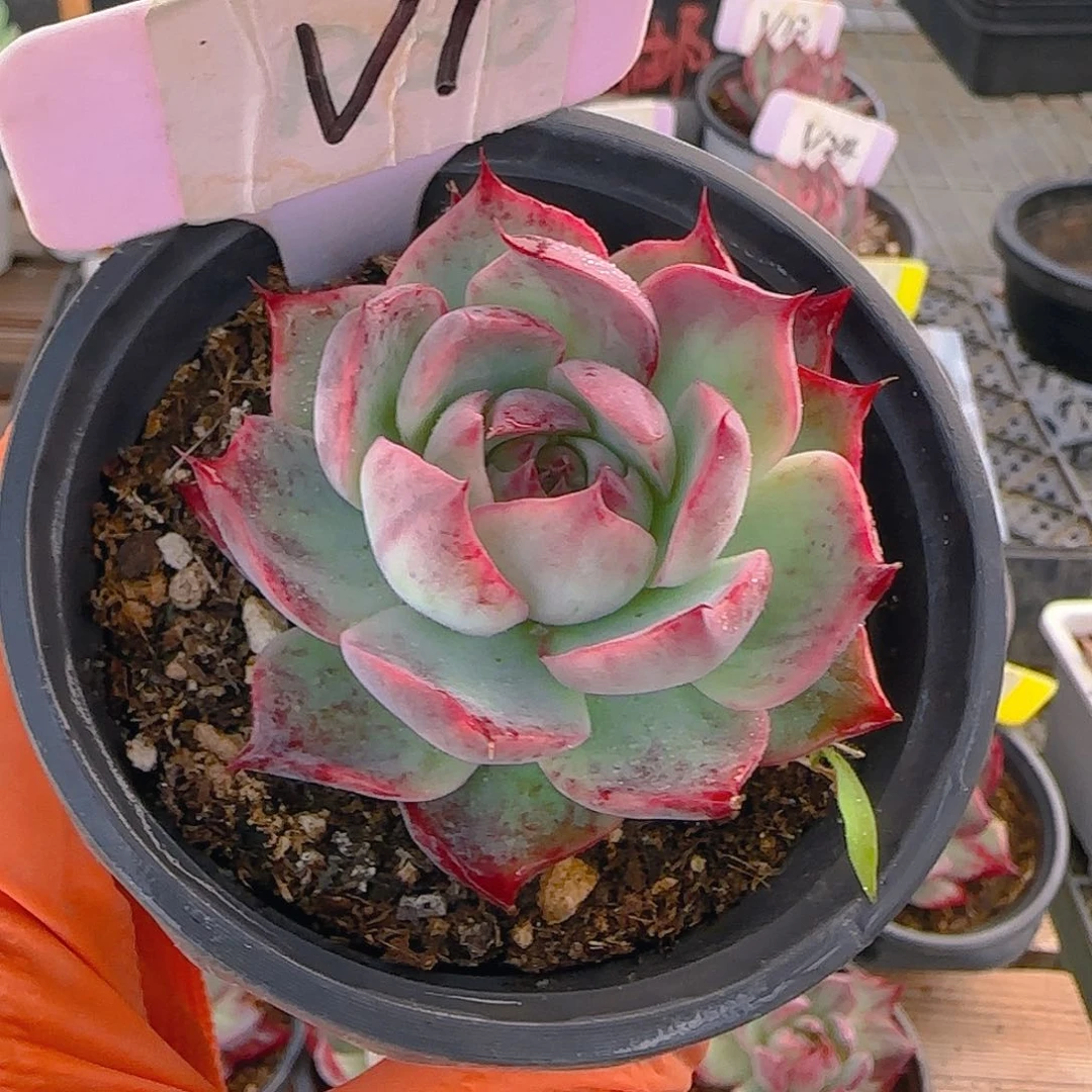 黄*姐V1 惊鸿仙子多肉