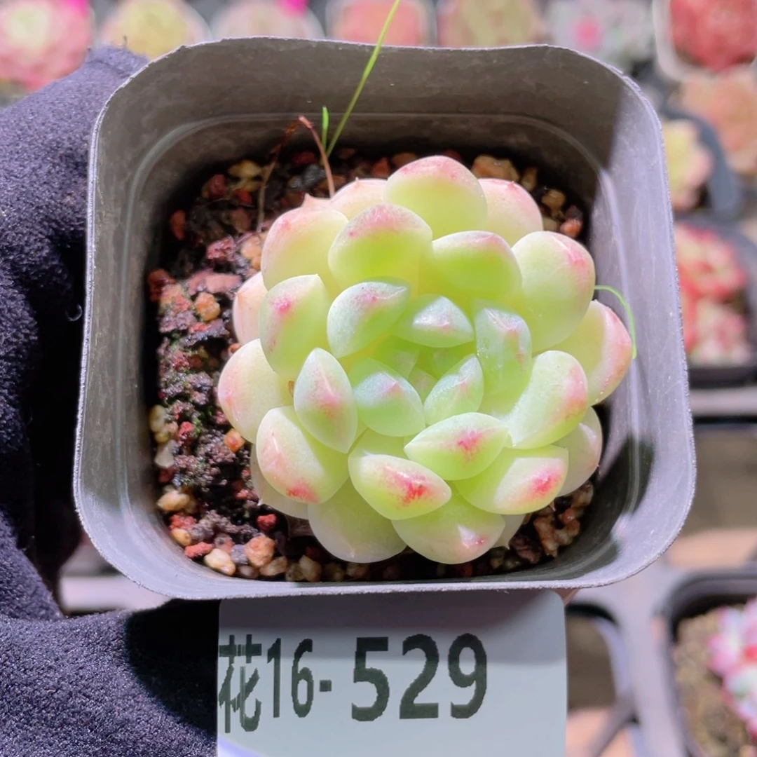 花利美16-529明月心