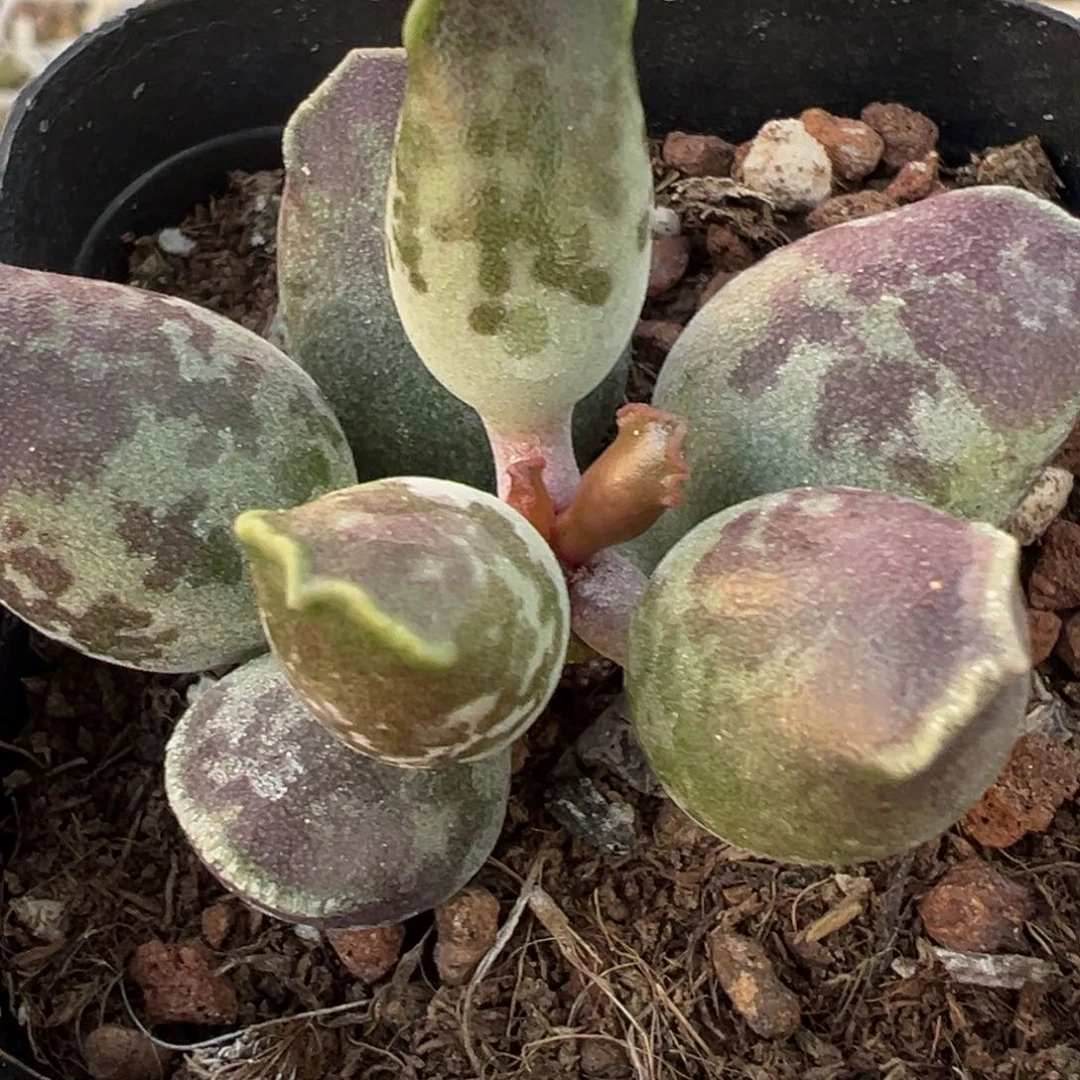雪花斑海豹多肉植物