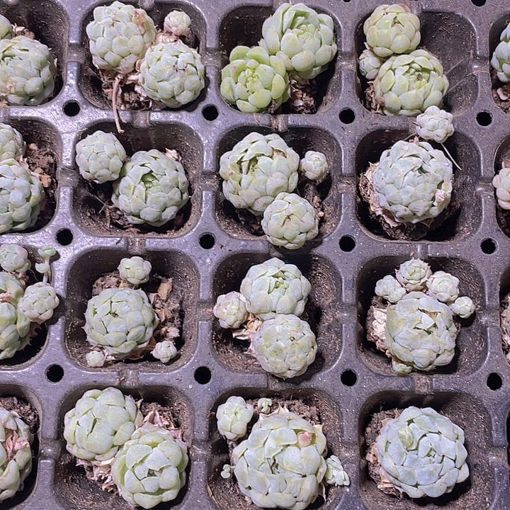 91精品羊脂球2颗一组