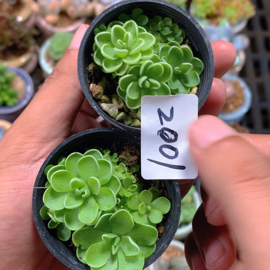 无花朵肉萌萌5cm拇指盆精控多肉GA2001